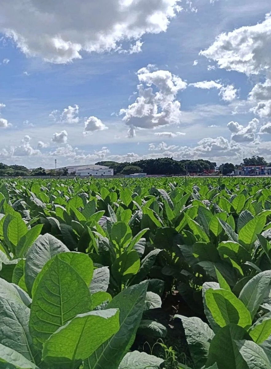 Dominican tobacco fields in the Cibao valley