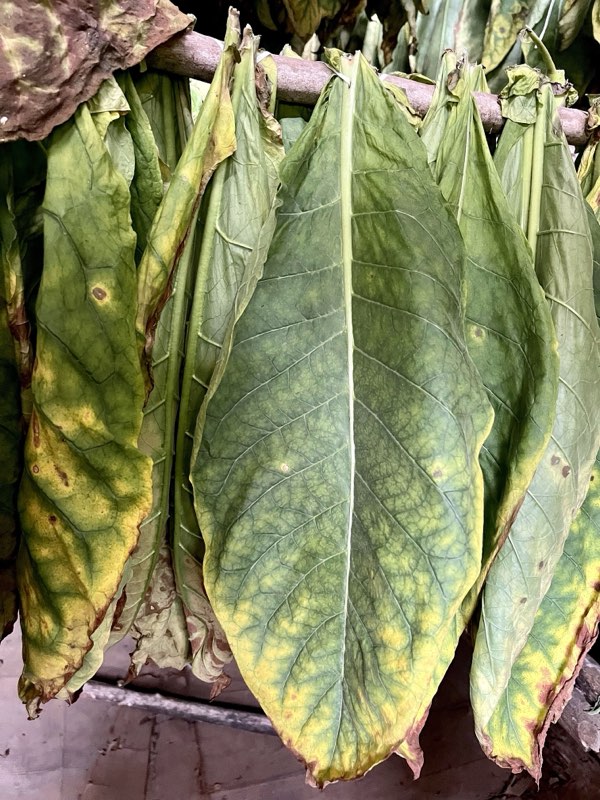 Ageing — Lab del Sol seed-to-smoke process