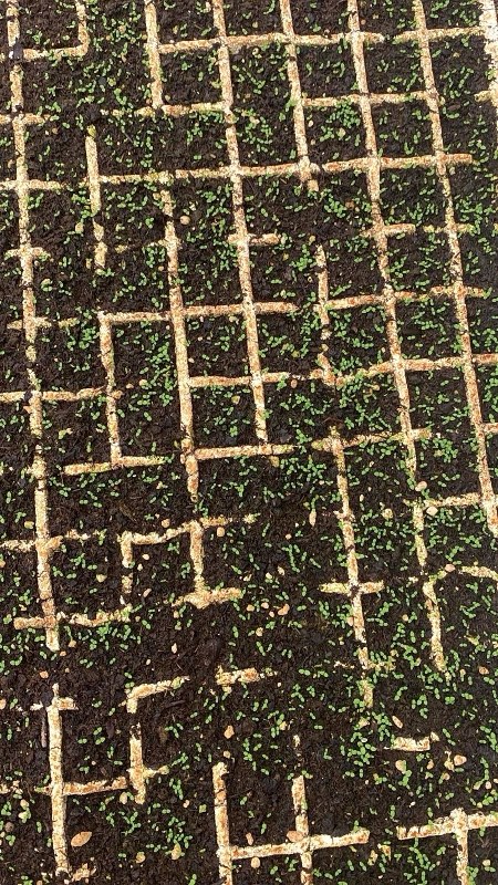 Cultivation — Lab del Sol seed-to-smoke process
