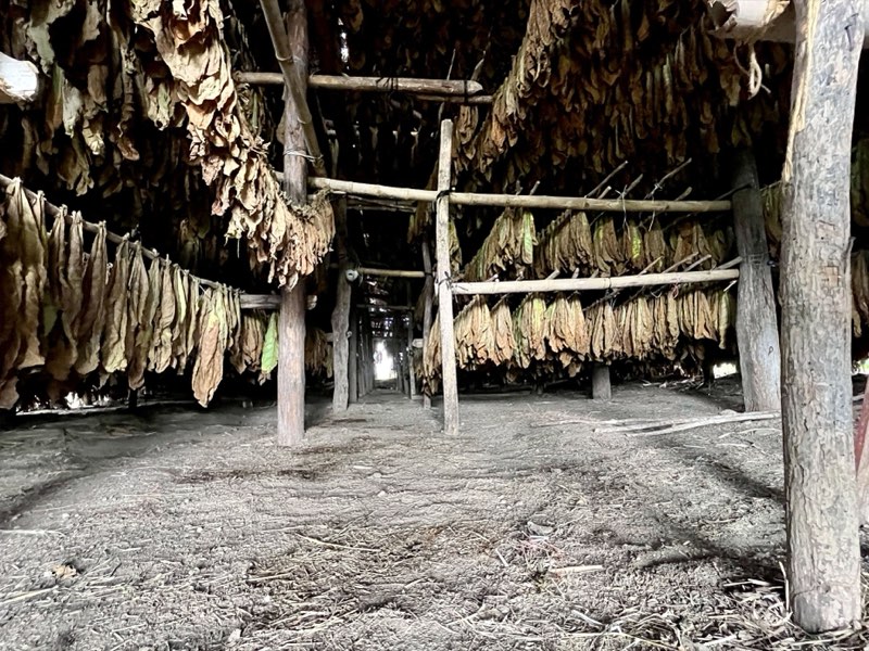 Fermentation — Lab del Sol seed-to-smoke process